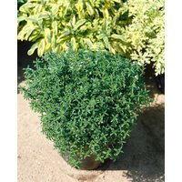 Kategorie <b>Kräuter- und Teepflanzen </b> - Satureja montana ssp.montana 'Citriodora'