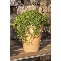 Kategorie <b>Produkt nicht gewünscht </b> - Satureja montana ssp.montana