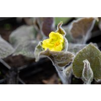 Kategorie <b>Stauden </b> - Saruma henryi