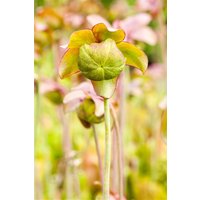 Kategorie <b>Produkt nicht gewünscht </b> - Sarracenia purpurea