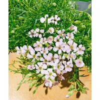 Kategorie <b>Produkt nicht gewünscht </b> - Saponaria x olivana