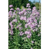 Kategorie <b>Produkt nicht gewünscht </b> - Saponaria officinalis 'Plena'