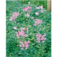 Kategorie <b>Produkt nicht gewünscht </b> - Saponaria officinalis