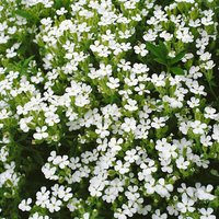 Kategorie <b>Stauden </b> - Saponaria ocymoides 'Snow Tip'