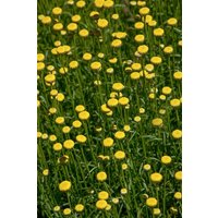 Kategorie <b>Produkt nicht gewünscht </b> - Santolina rosmarinifolia