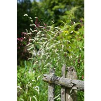 Kategorie <b>Stauden </b> - Sanguisorba tenuifolia