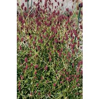 Kategorie <b>Stauden </b> - Sanguisorba officinalis 'Red Thunder'
