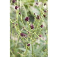 Kategorie <b>Produkt nicht gewünscht </b> - Sanguisorba officinalis