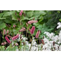 Kategorie <b>Produkt nicht gewünscht </b> - Sanguisorba menziesii