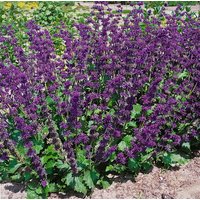 Kategorie <b>Produkt nicht gewünscht </b> - Salvia verticillata 'Purple Rain'