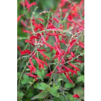 Kategorie <b>Stauden </b> - Salvia rutilans