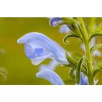 Kategorie <b>Produkt nicht gewünscht </b> - Salvia pratensis