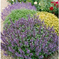 Kategorie <b>Produkt nicht gewünscht </b> - Salvia officinalis, violettblau