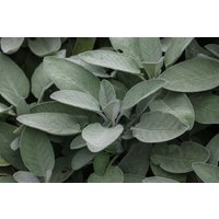 Kategorie <b>Produkt nicht gewünscht </b> - Salvia officinalis 'Würzburg'