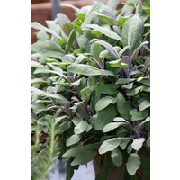 Kategorie <b>Produkt nicht gewünscht </b> - Salvia officinalis 'Purpurascens'