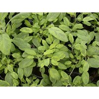 Kategorie <b>Produkt nicht gewünscht </b> - Salvia officinalis 'Icterina'