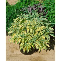 Kategorie <b>Produkt nicht gewünscht </b> - Salvia officinalis 'Aurea'