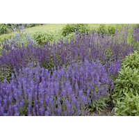 Kategorie <b>Stauden </b> - Salvia nemorosa 'Wesuwe'
