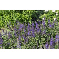 Kategorie <b>Stauden </b> - Salvia nemorosa 'Viola Klose'