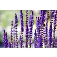 Kategorie <b>Produkt nicht gewünscht </b> - Salvia nemorosa 'Sensation Deep Blue' -R-