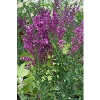 Kategorie <b>Produkt nicht gewünscht </b> - Salvia nemorosa 'Schwellenburg'