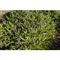 Kategorie <b>Produkt nicht gewünscht </b> - Salvia nemorosa 'Rügen'