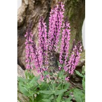 Kategorie <b>Produkt nicht gewünscht </b> - Salvia nemorosa 'Rose Queen'