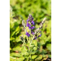 Kategorie <b>Produkt nicht gewünscht </b> - Salvia nemorosa 'Marcus' -R-