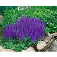 Kategorie <b>Produkt nicht gewünscht </b> - Salvia nemorosa 'Blaukönigin'