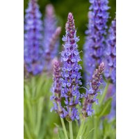 Kategorie <b>Produkt nicht gewünscht </b> - Salvia nemorosa 'Blauhügel'