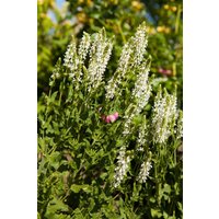 Kategorie <b>Produkt nicht gewünscht </b> - Salvia nemorosa 'Adrian'