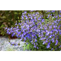 Kategorie <b>Produkt nicht gewünscht </b> - Salvia lavandulifolia