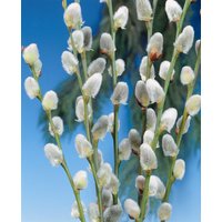 Kategorie <b>Laubbäume </b> - Salix caprea 'Mas'