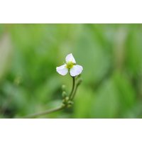 Kategorie <b>Produkt nicht gewünscht </b> - Sagittaria sagittifolia ssp.sagittifolia