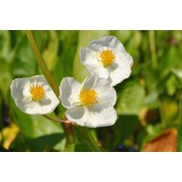 Kategorie <b>Produkt nicht gewünscht </b> - Sagittaria latifolia