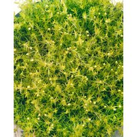 Kategorie <b>Produkt nicht gewünscht </b> - Sagina subulata Supreme