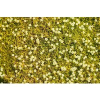 Kategorie <b>Produkt nicht gewünscht </b> - Sagina subulata 'Aurea'