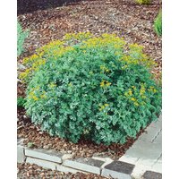 Kategorie <b>Produkt nicht gewünscht </b> - Ruta graveolens 'Jackman's Blue'