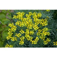 Kategorie <b>Produkt nicht gewünscht </b> - Ruta graveolens