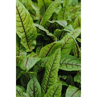 Kategorie <b>Produkt nicht gewünscht </b> - Rumex sanguineus var.sanguineus
