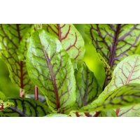 Kategorie <b>Stauden </b> - Rumex acetosa