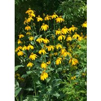 Produkt nicht gewünscht - Rudbeckia nitida 'Juligold'