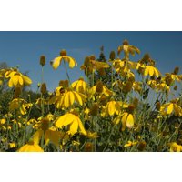 Stauden - Rudbeckia nitida 'Herbstsonne'