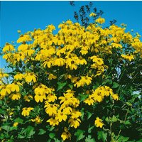 Kategorie <b>Produkt nicht gewünscht </b> - Rudbeckia maxima