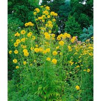 Kategorie <b>Stauden </b> - Rudbeckia laciniata 'Goldquelle'