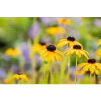 Kategorie <b>Stauden </b> - Rudbeckia fulgida var.speciosa
