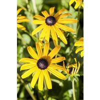 Produkt nicht gewünscht - Rudbeckia fulgida Goldsturm