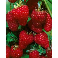 Kategorie <b>Beeren </b> - Rubus idaeus 'ZEFA 3 Herbsternte' CAC