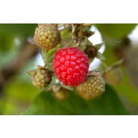 Kategorie <b>Beeren </b> - Rubus idaeus 'Willamette' CAC