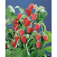 Kategorie <b>Obst </b> - Rubus idaeus 'Schönemann' CAC